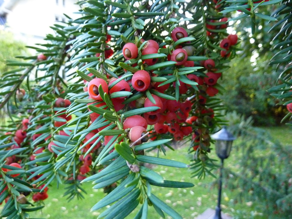 Beeren der Eibe