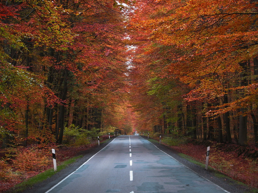 Herbstwald Sachsenwald im Herbst