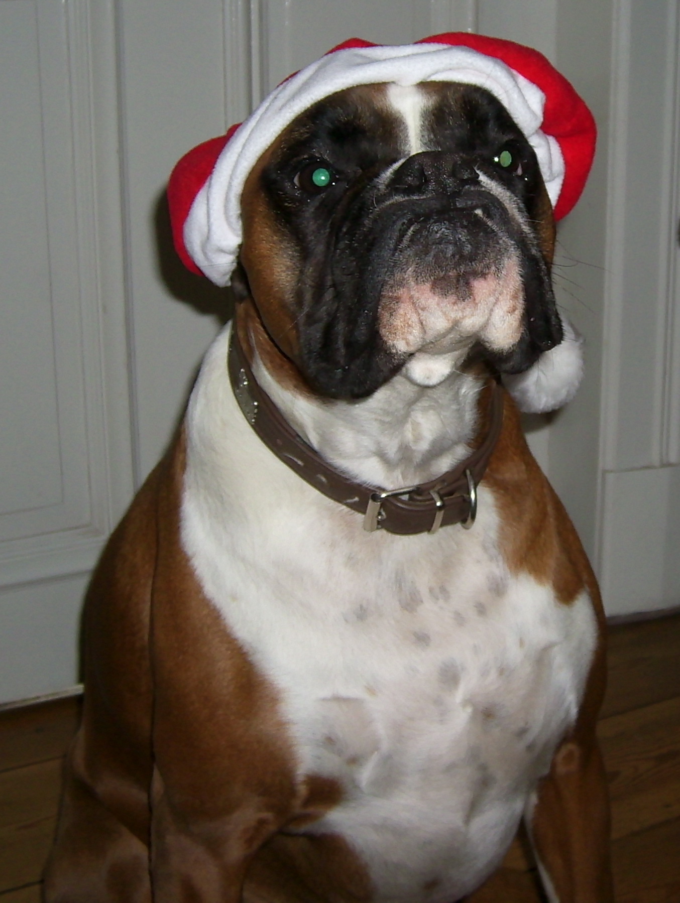 Santa Claus Dog