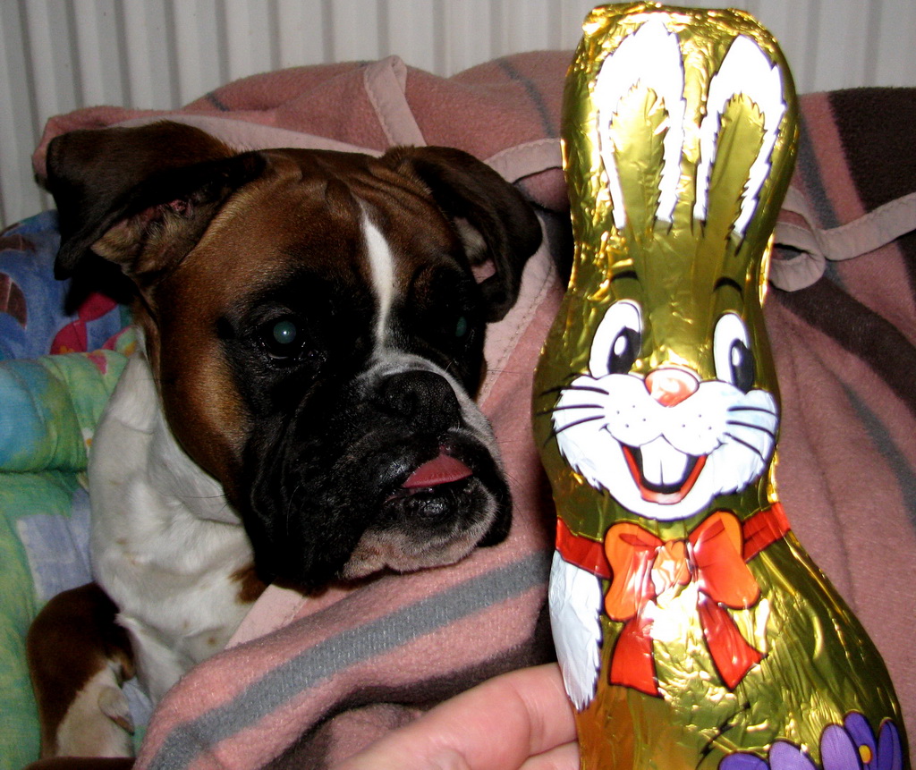 Osterhase mit Hund
