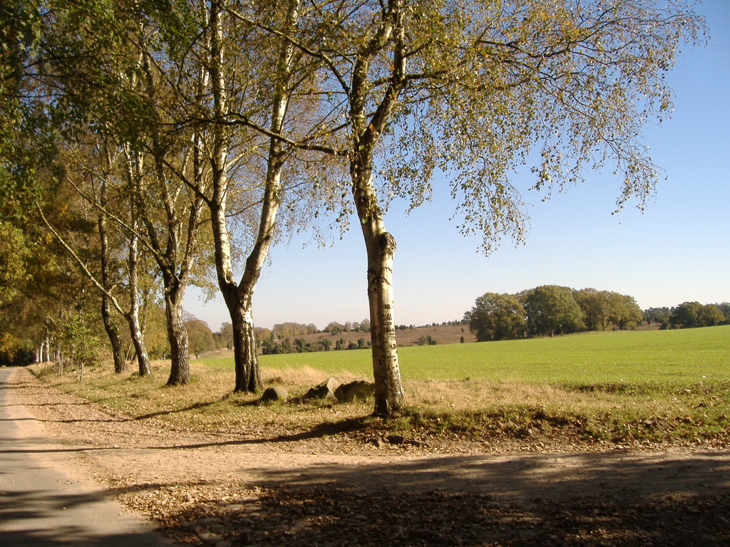 Heide bei Wilsede