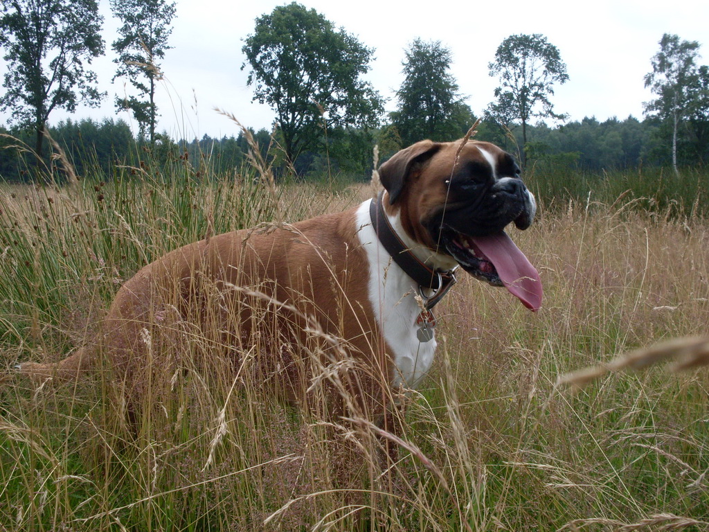 durstiger Hund