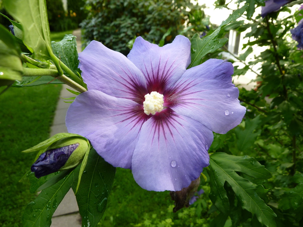 Blauer Gartenhibiscus