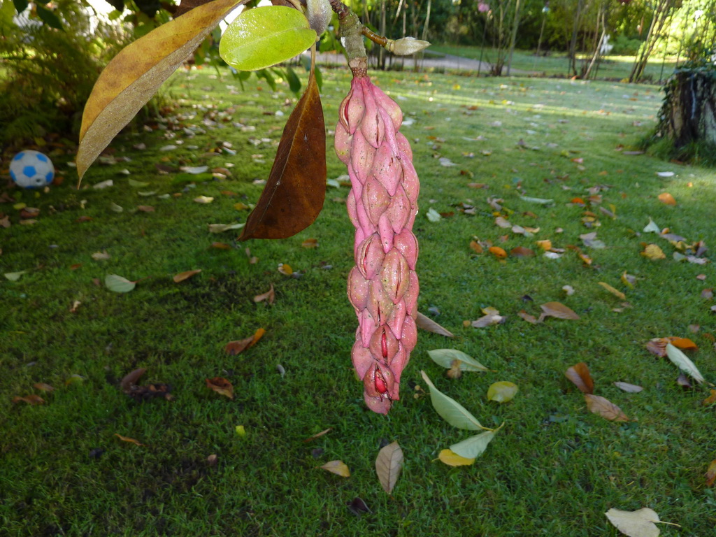 Frucht der Magnolie