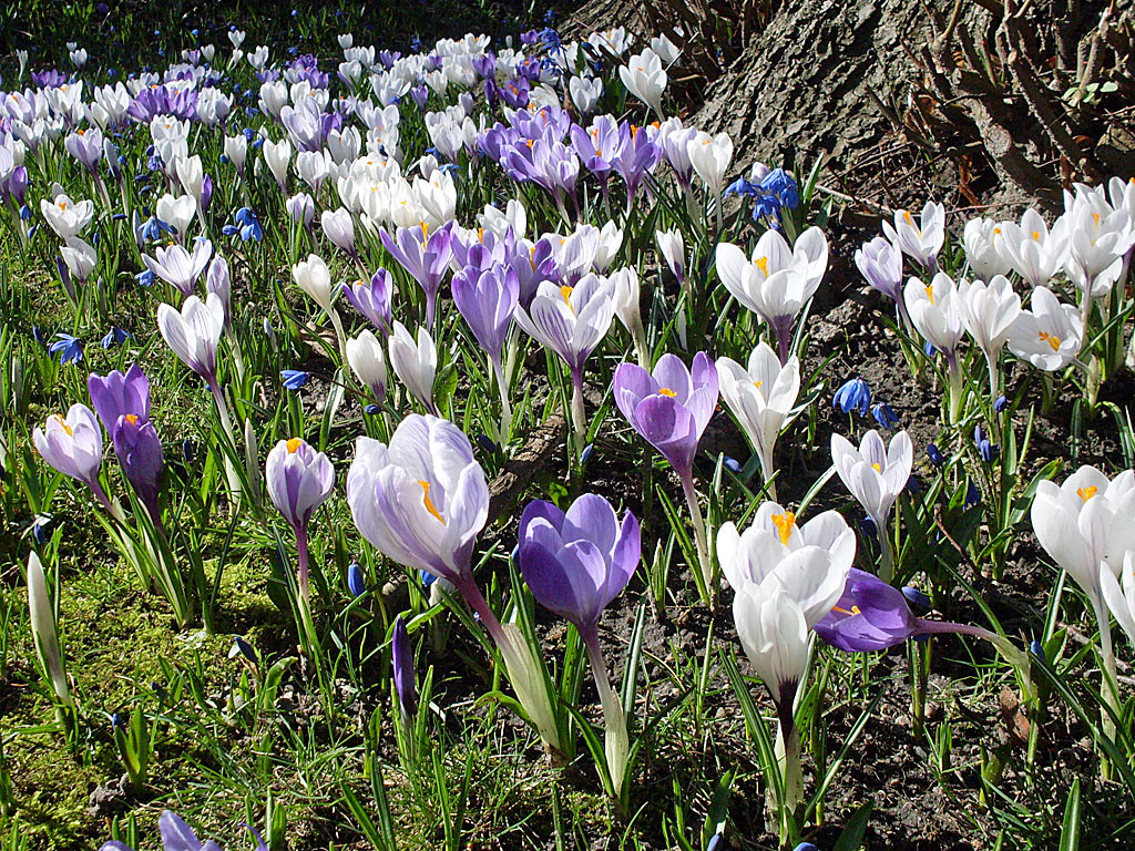Fruehlingsblumen spring flowers
