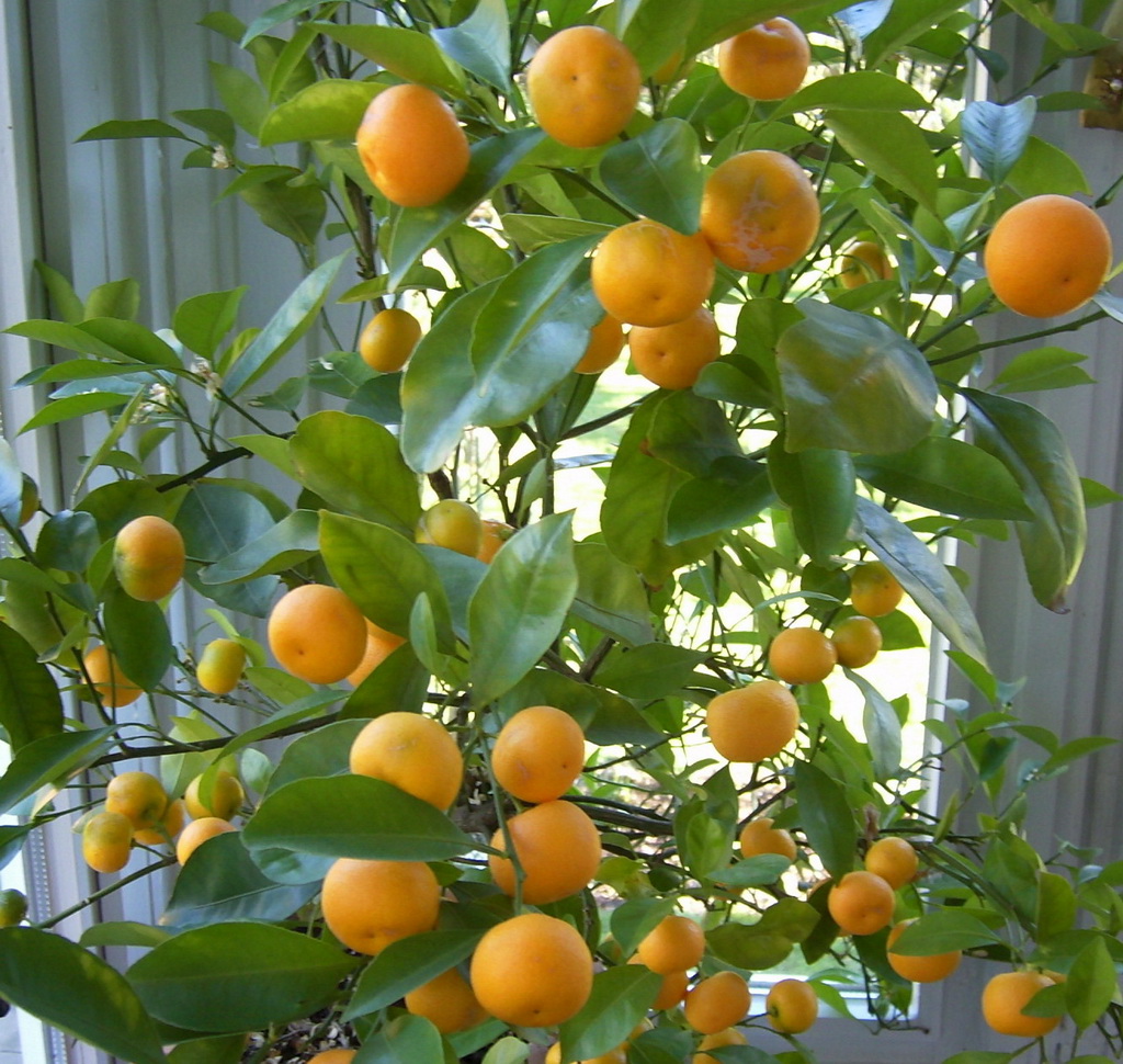 Mandarinen