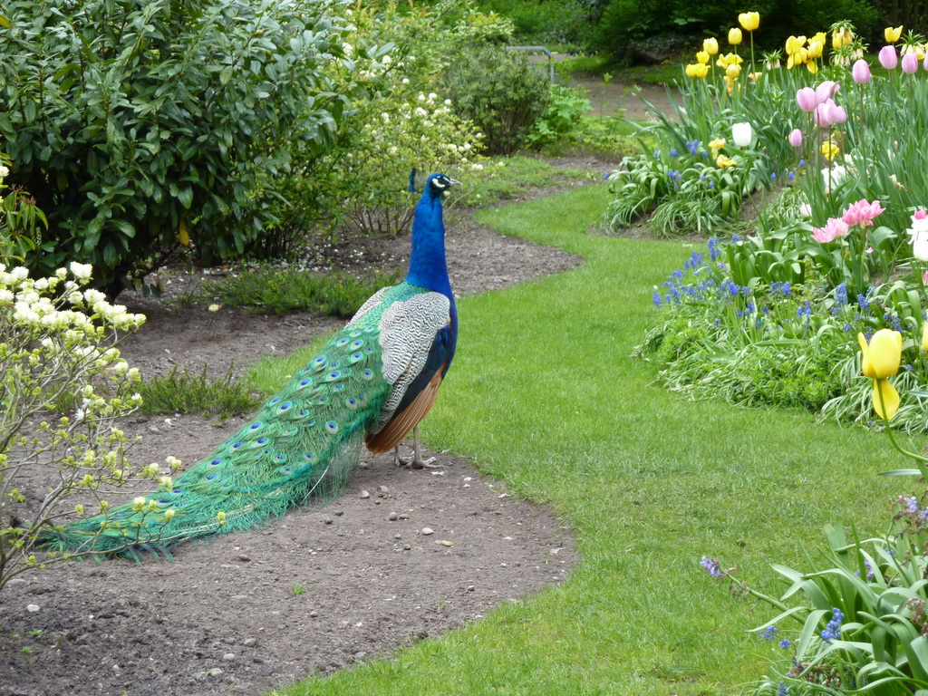 Pfau in Jever