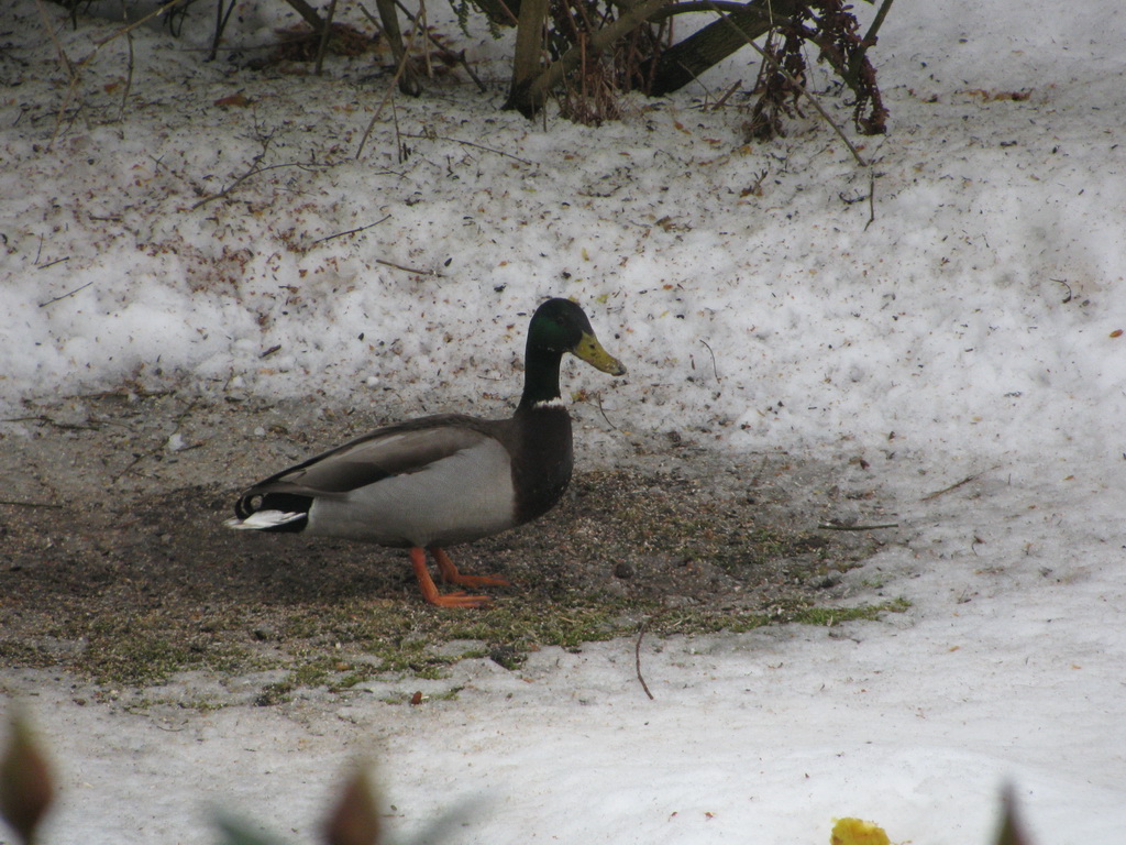 Ente