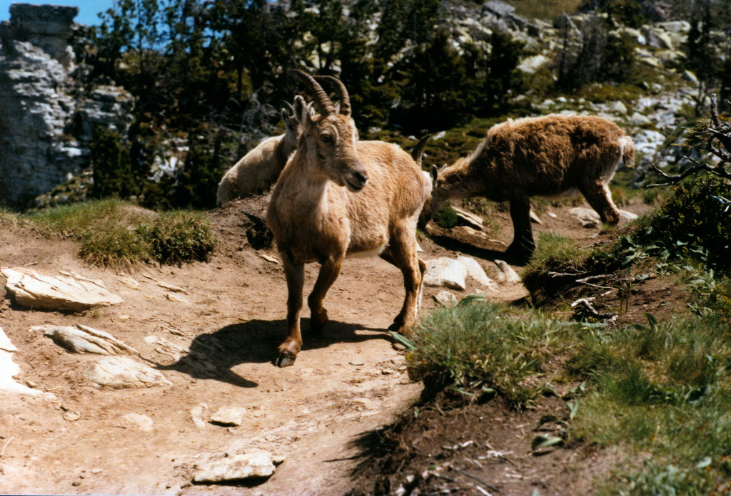 Gemsen auf Niederhorn