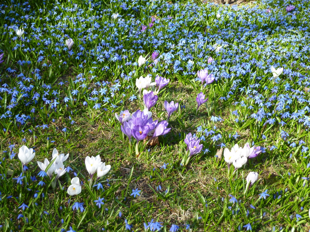 Bl�te der Scilla (Blausterne)