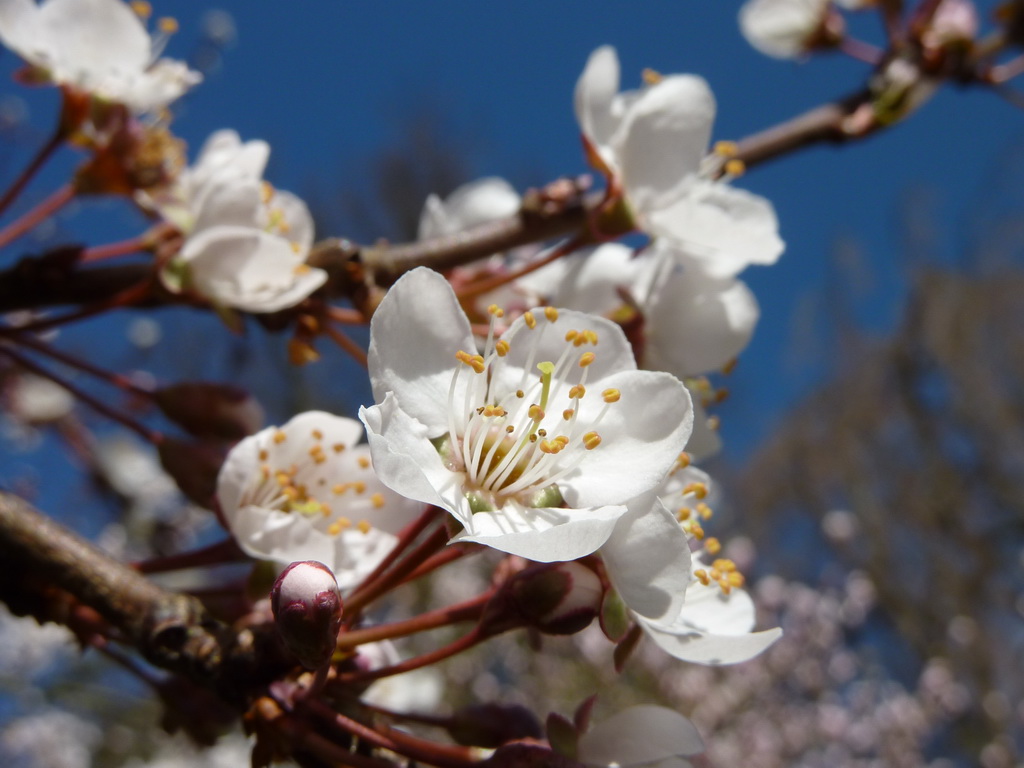 Bl�te der Blutpflaume