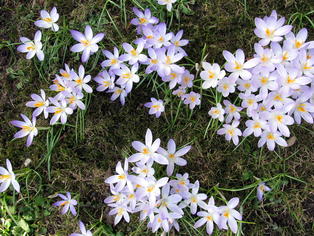 bluehende Krokusse im Fruehling