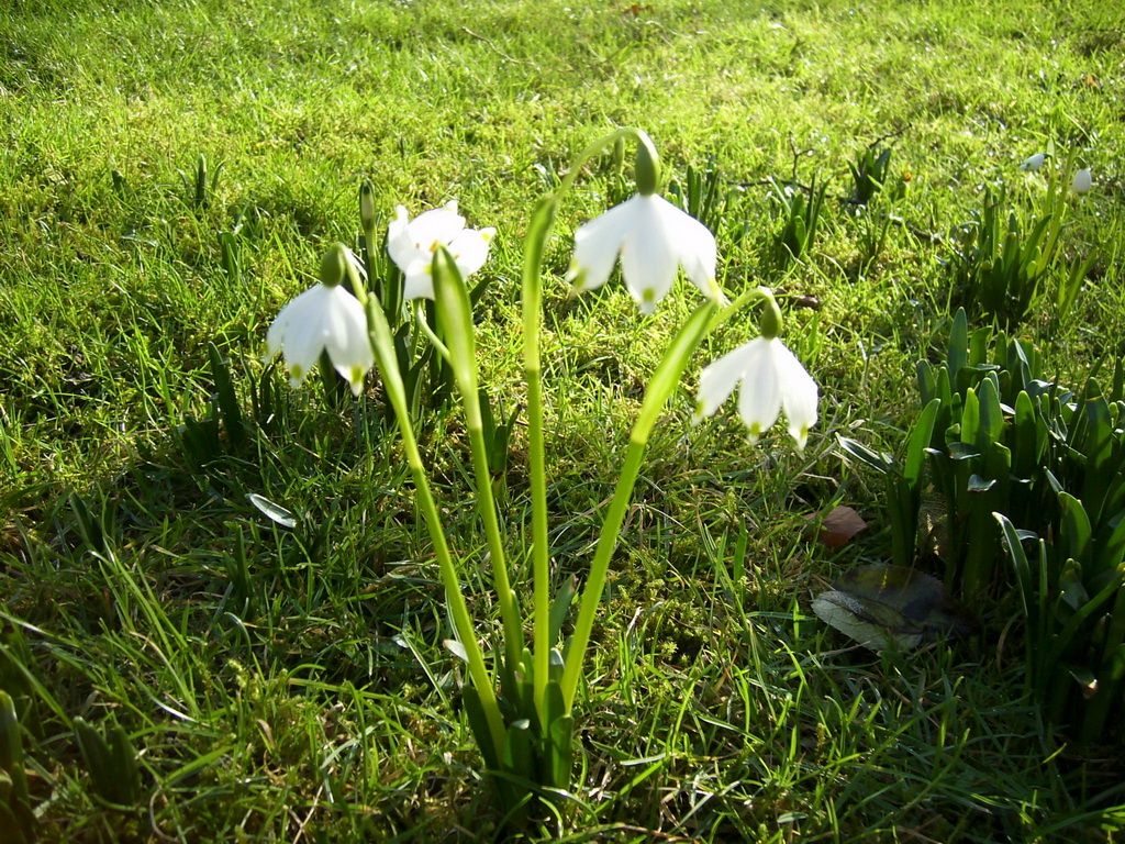 Maerzbecher