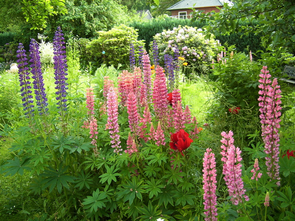 Bl�hende Lupinen