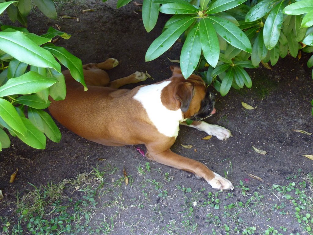 Boxer sucht Schatten