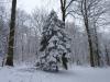 Verschneite Tanne