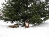 Hund Tannenbaum