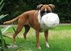 Fussball WM Hund