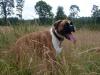 durstiger Hund durstiger Hund