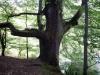 Alte B�ume Eiche