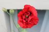 Roter Mohn Roter Mohn
