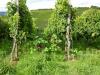 Malven im Weinberg