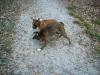 Boxer Hunde beim Spielen