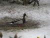 Ente