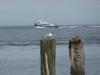 M�we Nordsee bei Cuxhaven