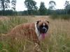 Durstiger Hund Durstiger Hund