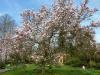 Bl�hender Magnolienbaum