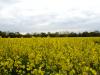Fr�hling - Rapsfeld