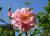Sommer - Biene auf Rose Sommer - Biene auf Rose
