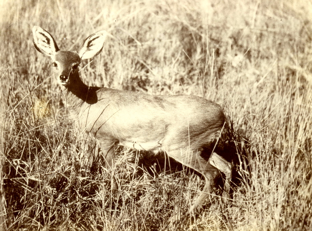 Antilope in Deutsch-Südwestafrika