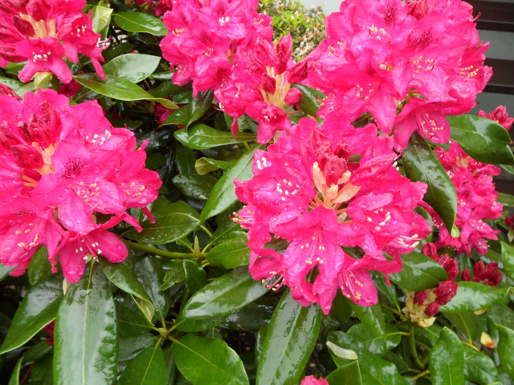 Rhododendron