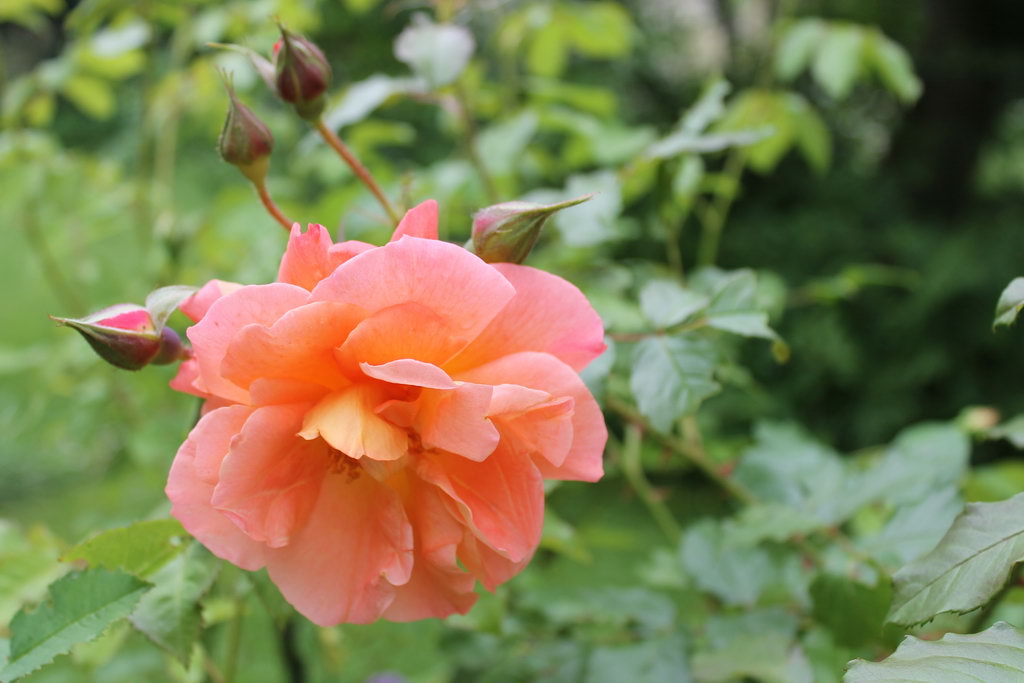 Rosen Sommer