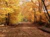 Herbst Wald Herbst Wald