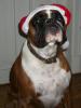 Santa Claus Dog Santa Claus Dog