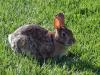 Osterhase Osterhase