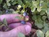 Waldheidelbeeren Waldheidelbeeren