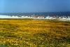 Kuhblumen am Badestrand Hooksiel Kuhblumen am Badestrand Hooksiel