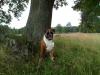 Boxer Hunde Bilder Boxer Hunde Bilder