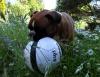 Hund spielt mit Fußball bei WM 2010 Hund spielt mit Fußball bei WM 2010